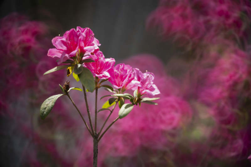 粉红杜鹃绽放图片