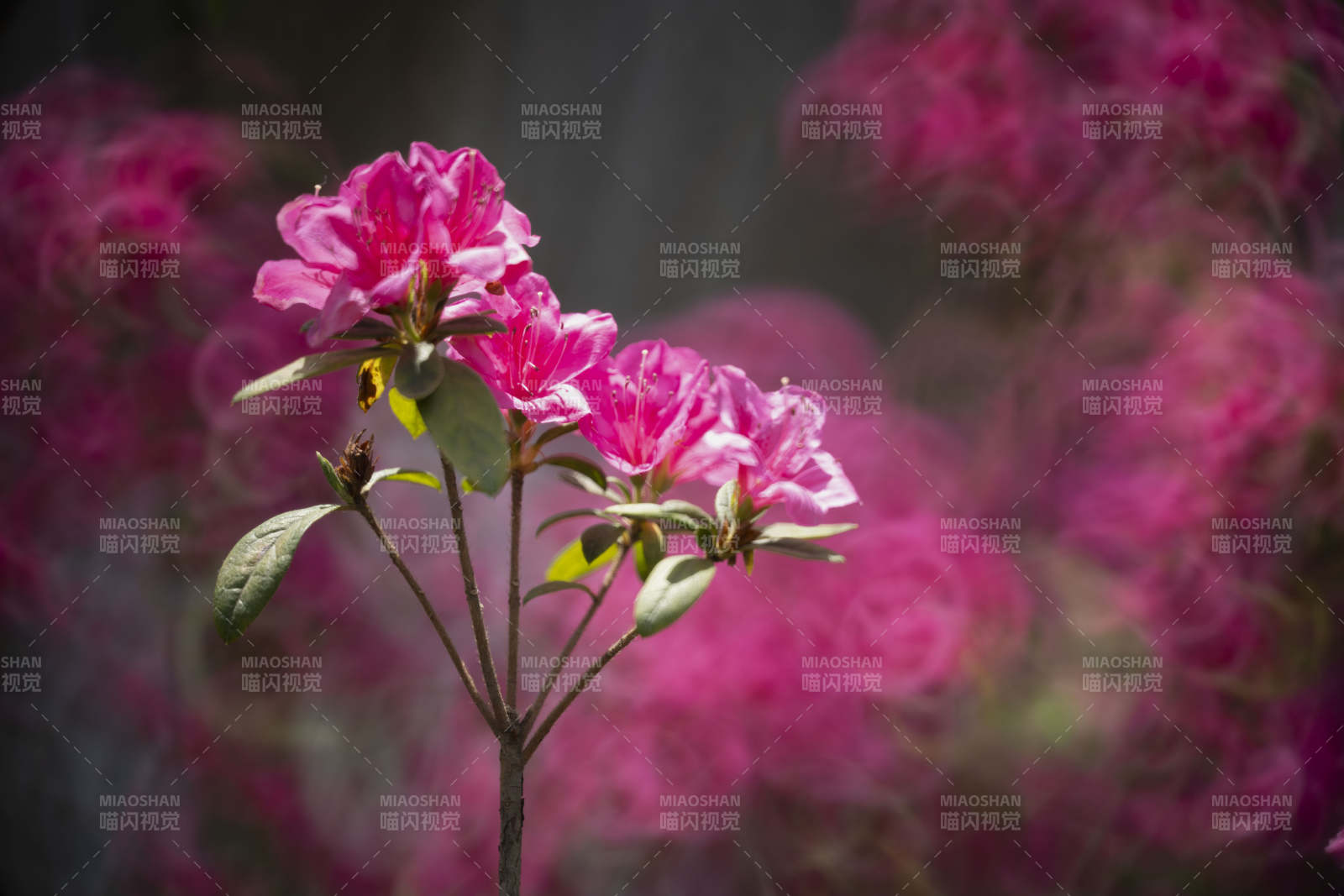粉红杜鹃绽放图片