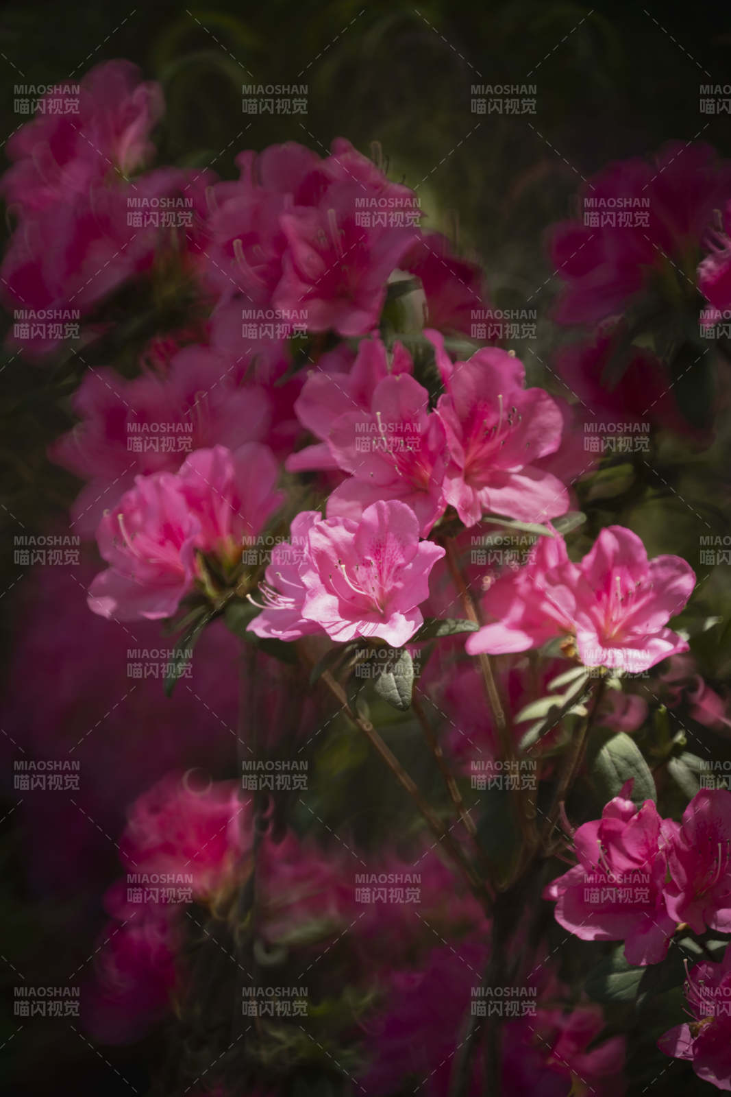 粉红杜鹃绽放图片