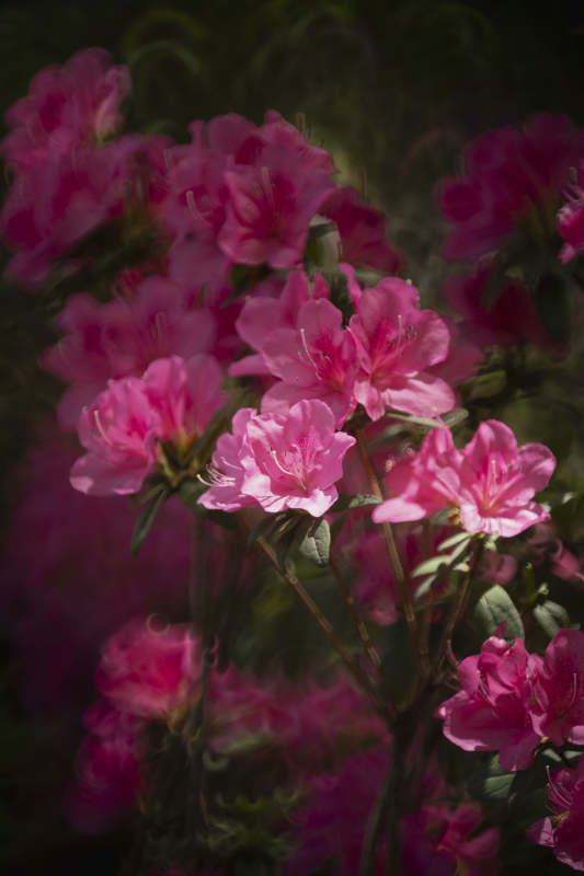 粉红杜鹃绽放图片