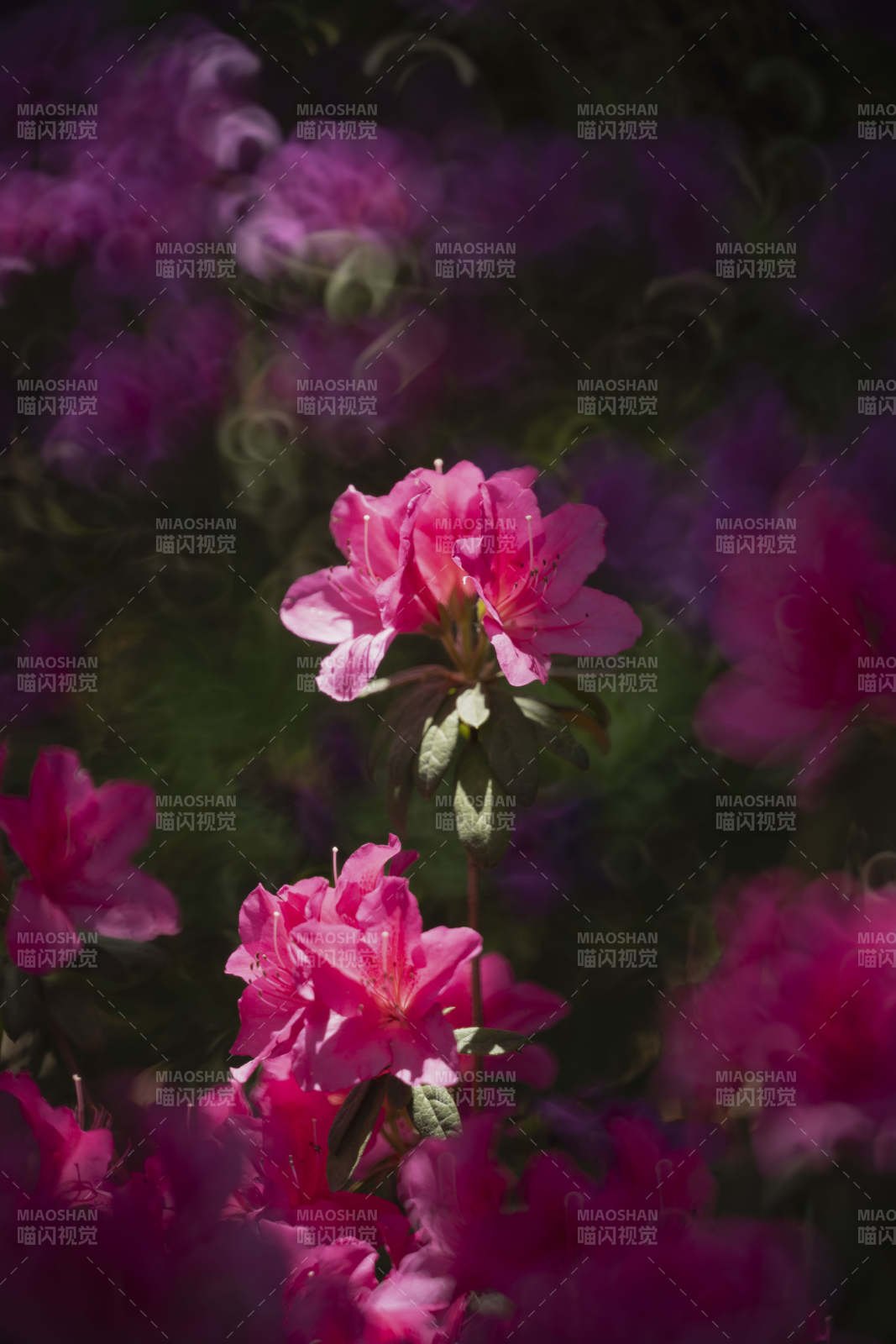 粉红杜鹃绽放图片