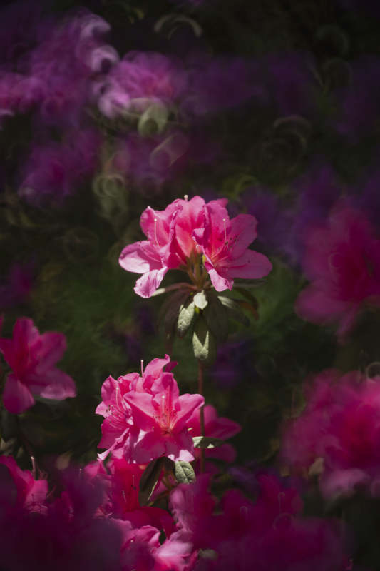 粉红杜鹃绽放图片