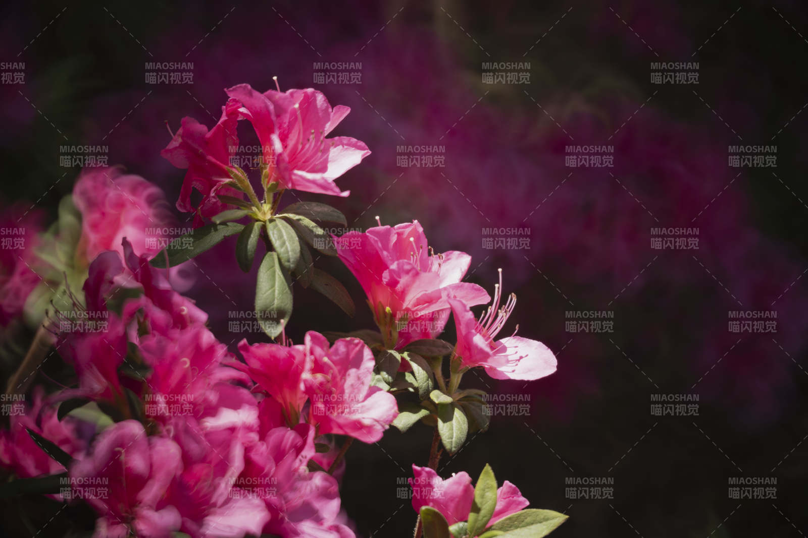 粉红杜鹃绽放图片