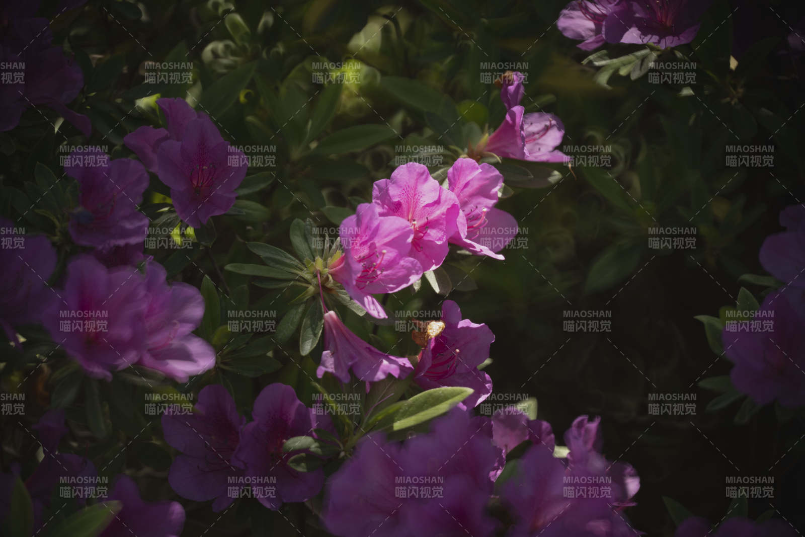 紫花绽放 绿叶相伴图片