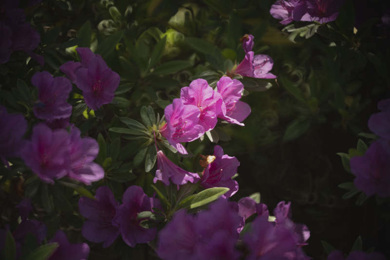 紫花绽放 绿叶相伴图片