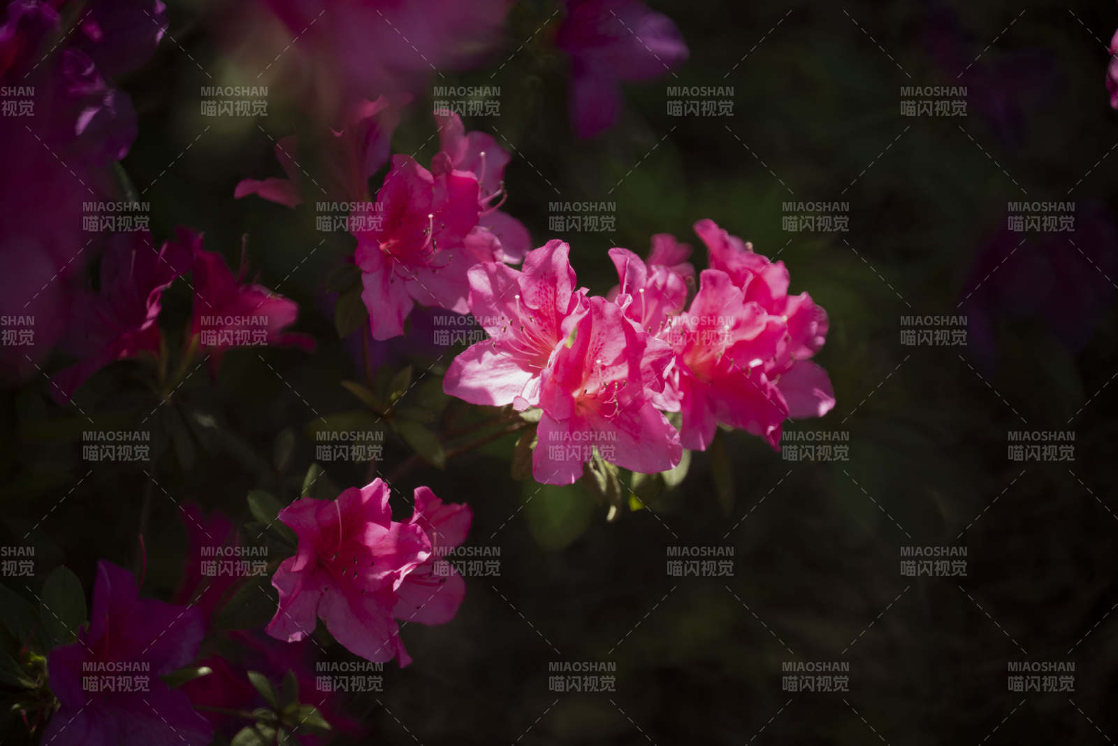 粉红杜鹃绽放图片