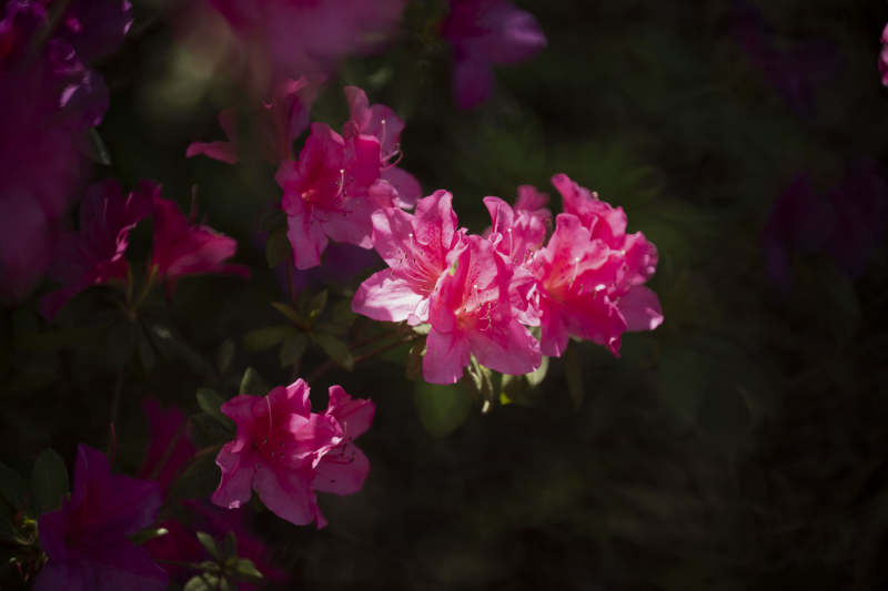 粉红杜鹃绽放图片