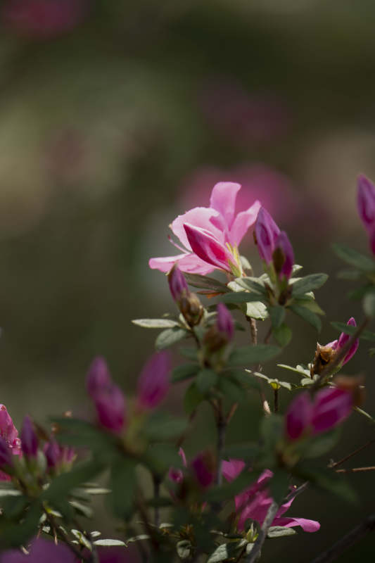 粉花绽放春意浓图片