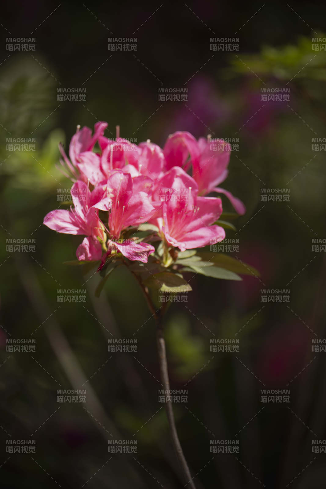 粉红杜鹃绽放图片