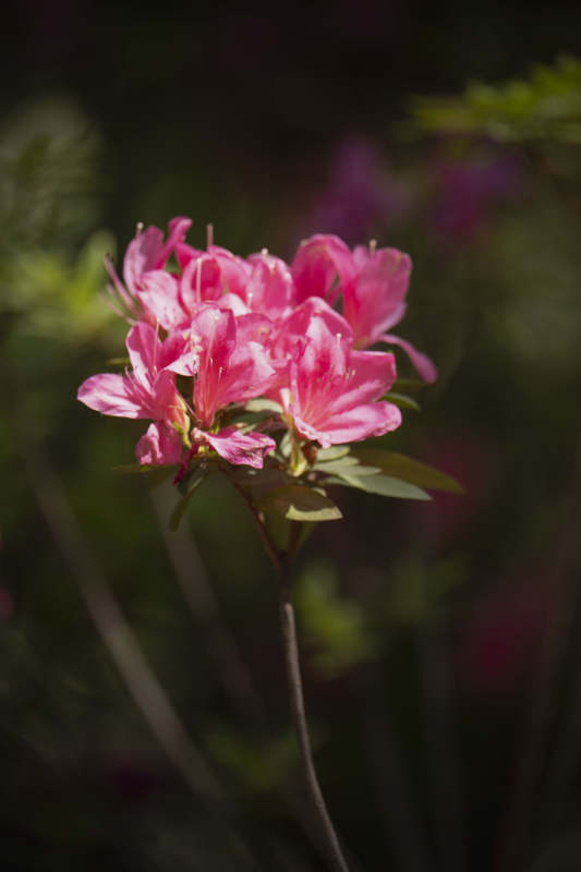 粉红杜鹃绽放图片