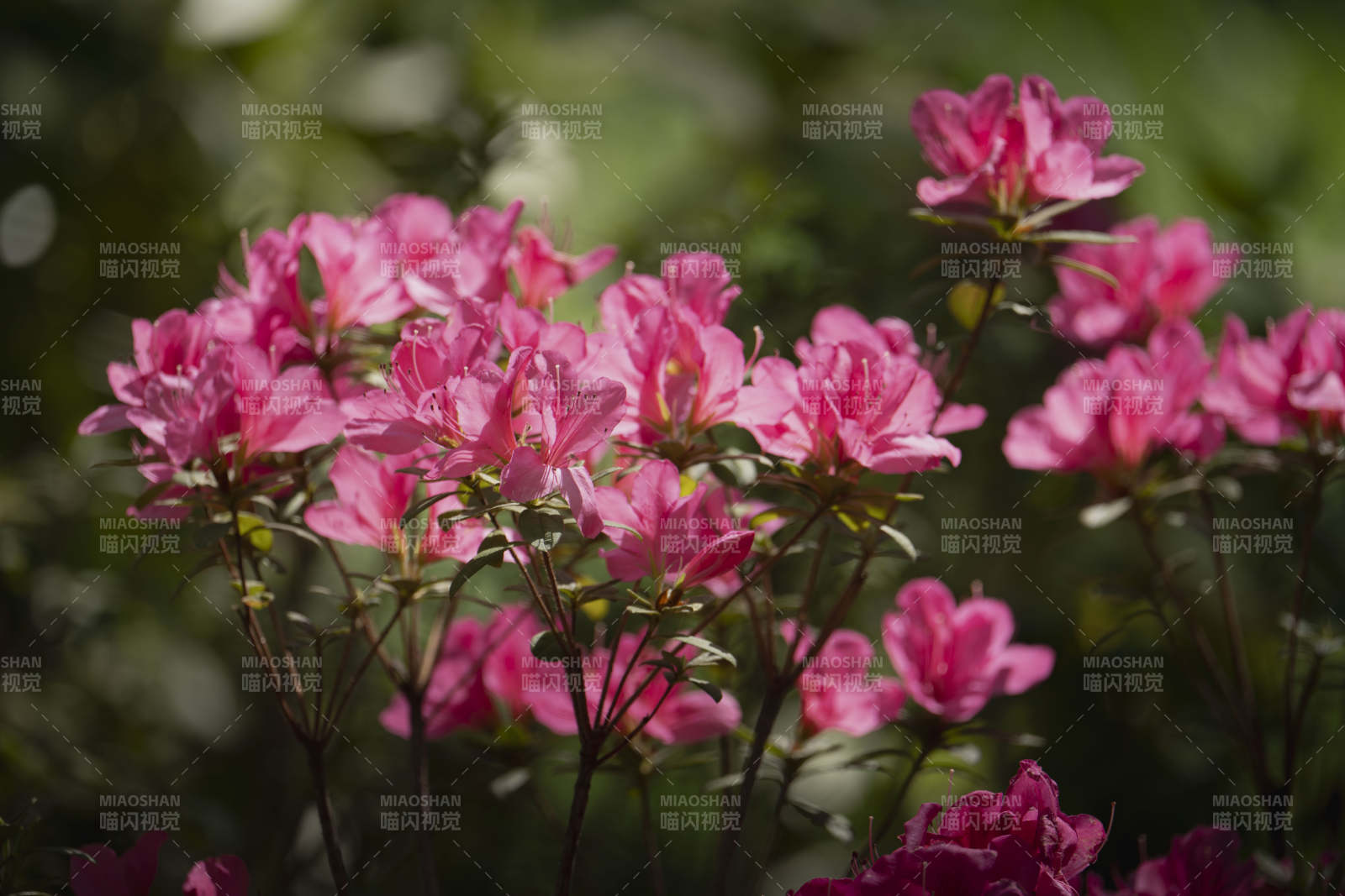 粉红杜鹃花绽放图片