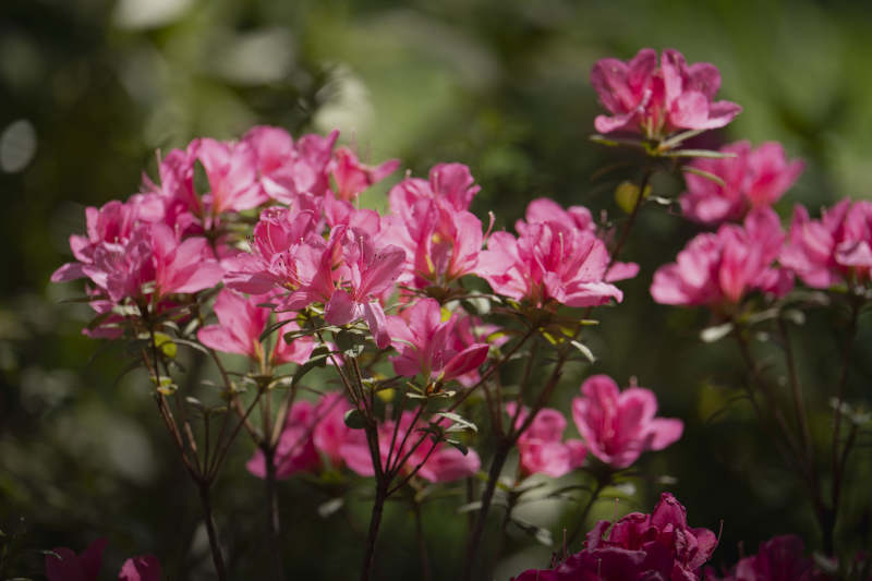 粉红杜鹃花绽放图片