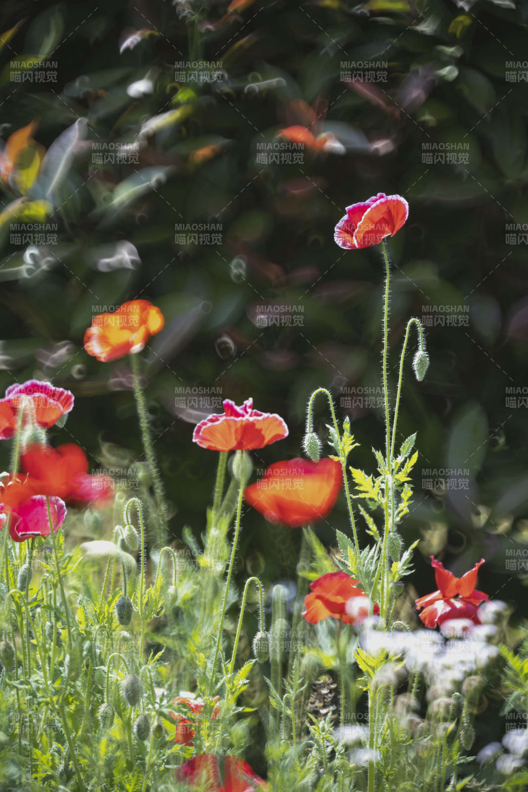 野罂粟花丛图片