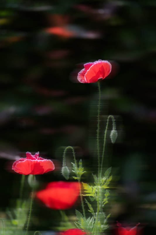 红罂粟花绽放图片