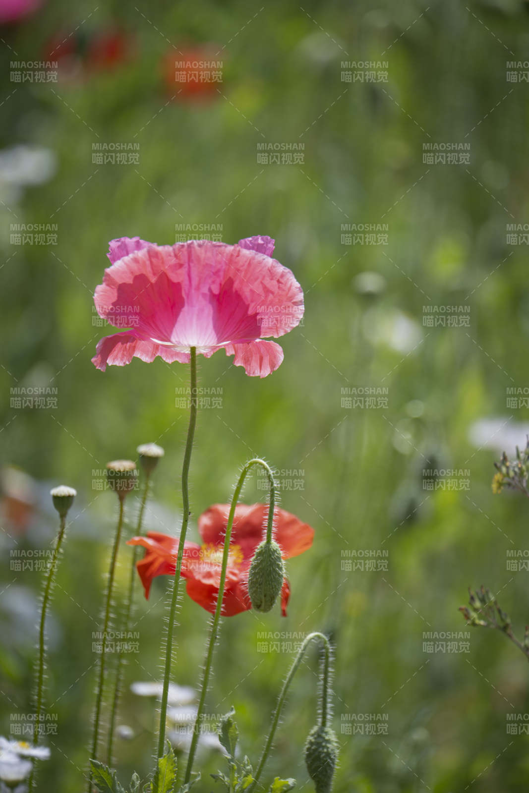 粉红罂粟花绽放图片