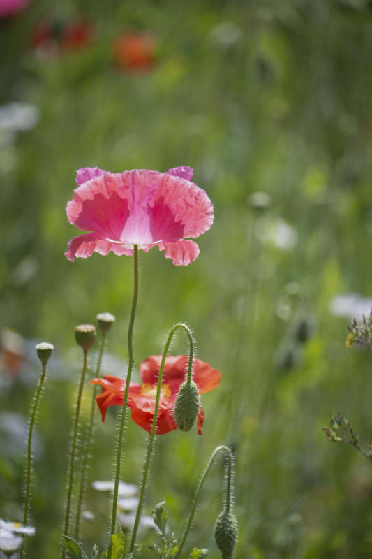 粉红罂粟花绽放图片
