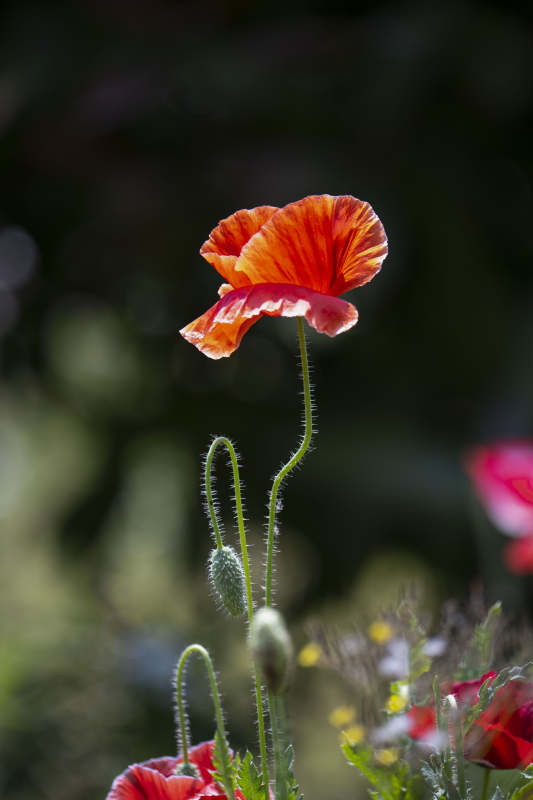 红罂粟绽放图片