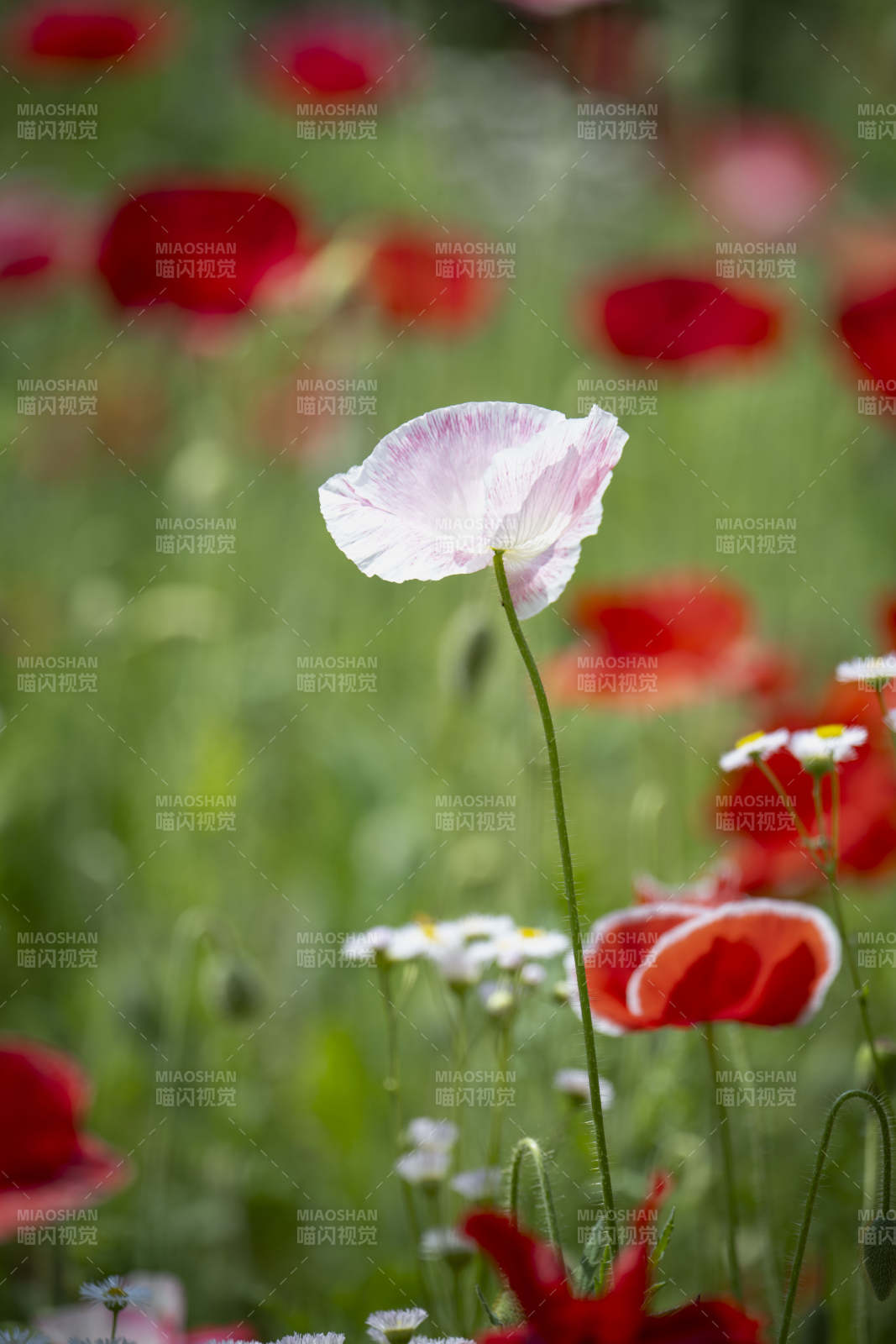粉红罂粟花海图片
