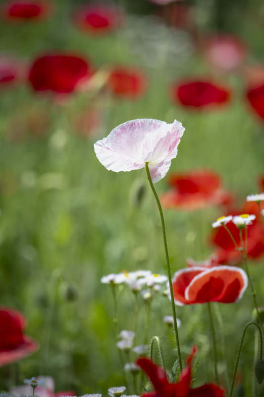 粉红罂粟花海图片