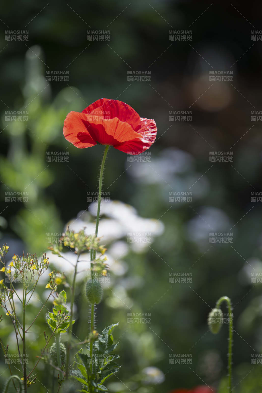 红罂粟花绽放图片