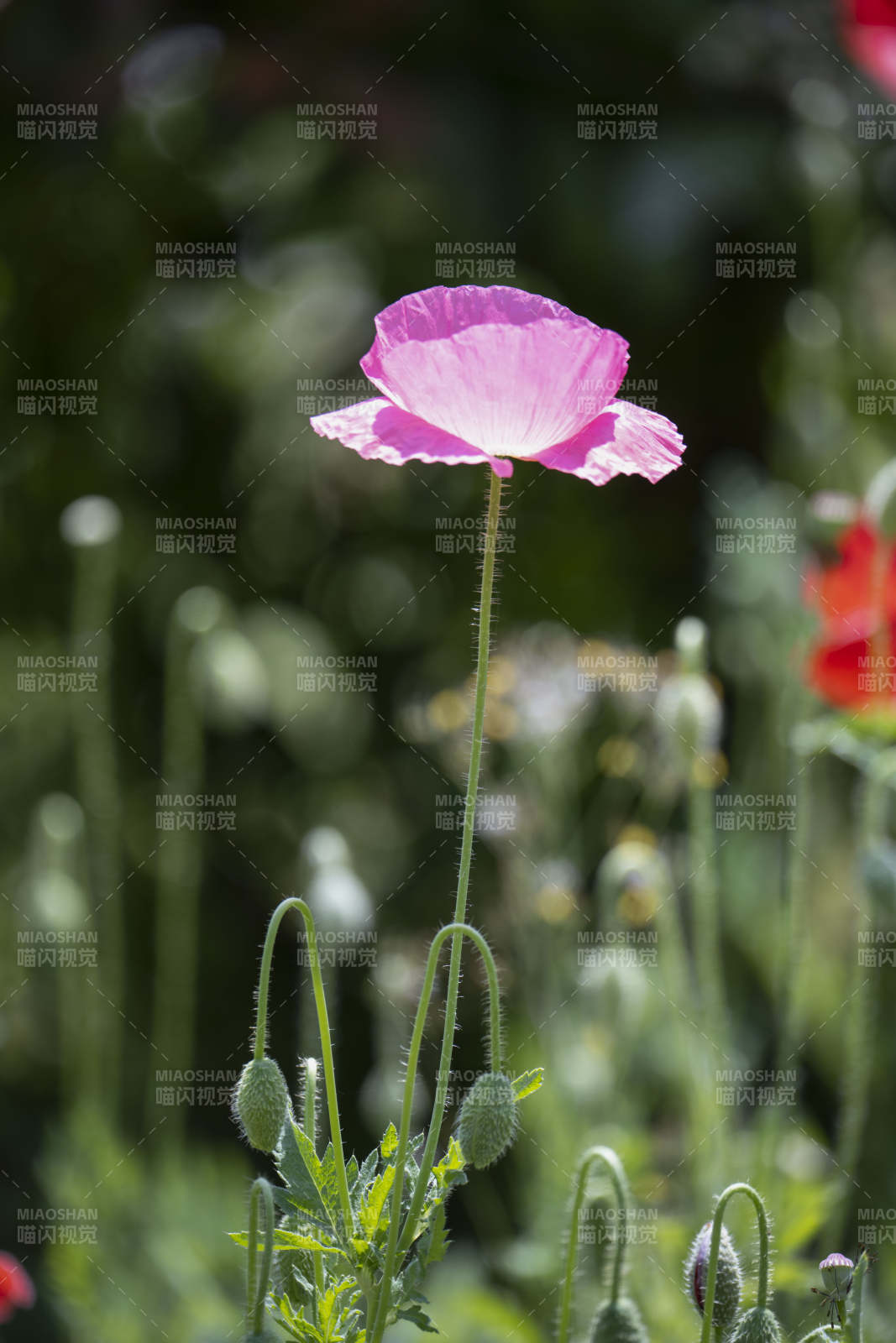 粉红罂粟花绽放图片
