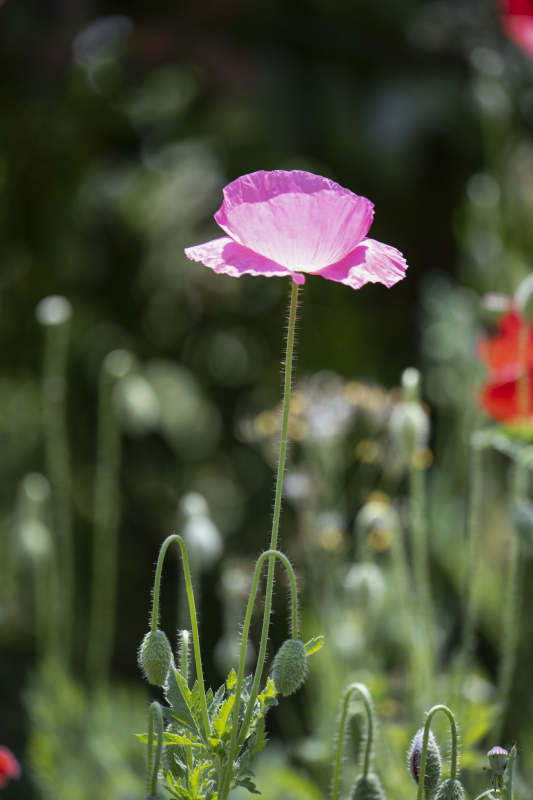 粉红罂粟花绽放图片