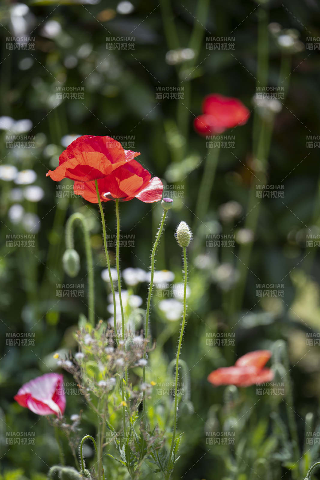 红罂粟花绽放图片
