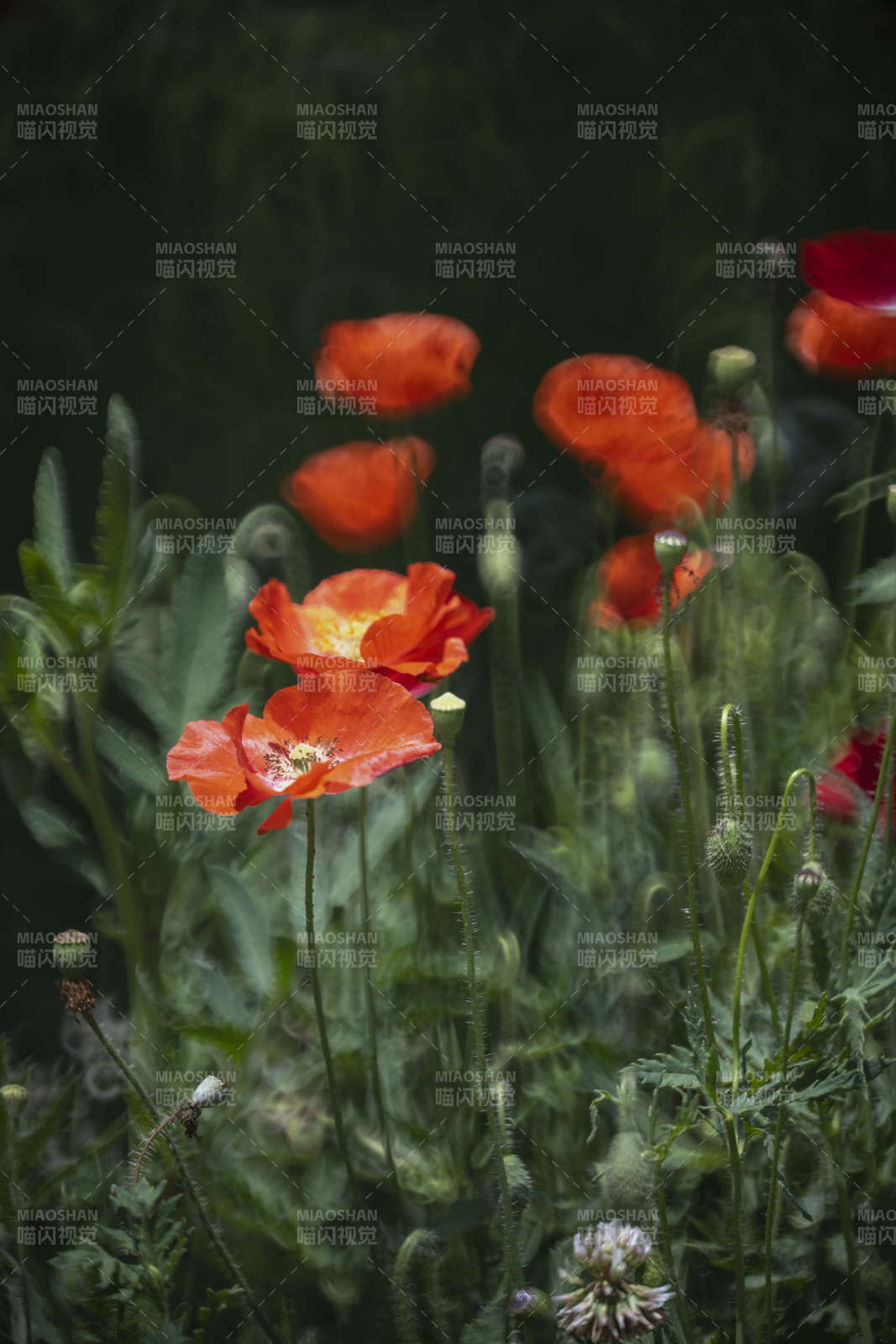 红罂粟花丛图片