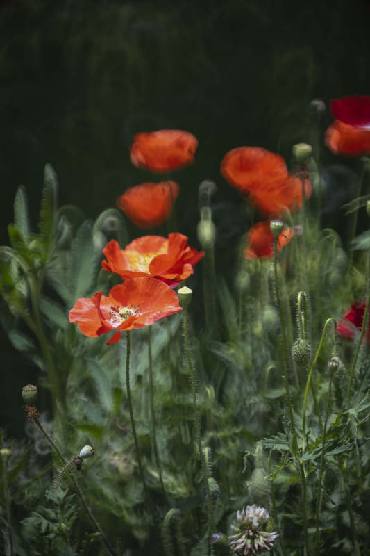 红罂粟花丛图片