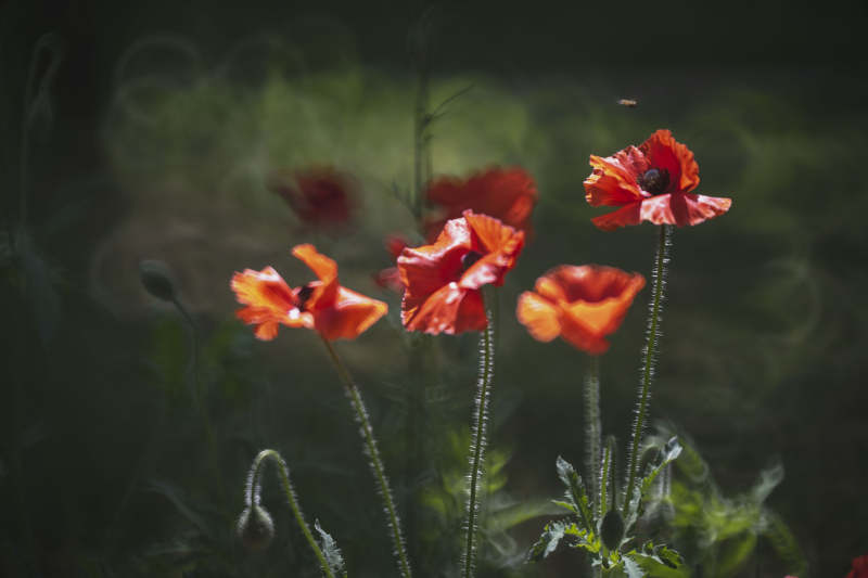 红罂粟在风中摇曳图片