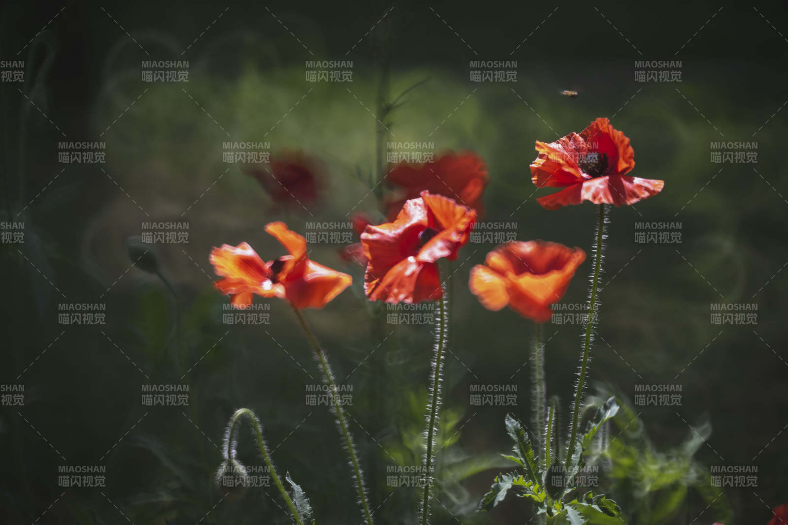 红罂粟在风中摇曳图片