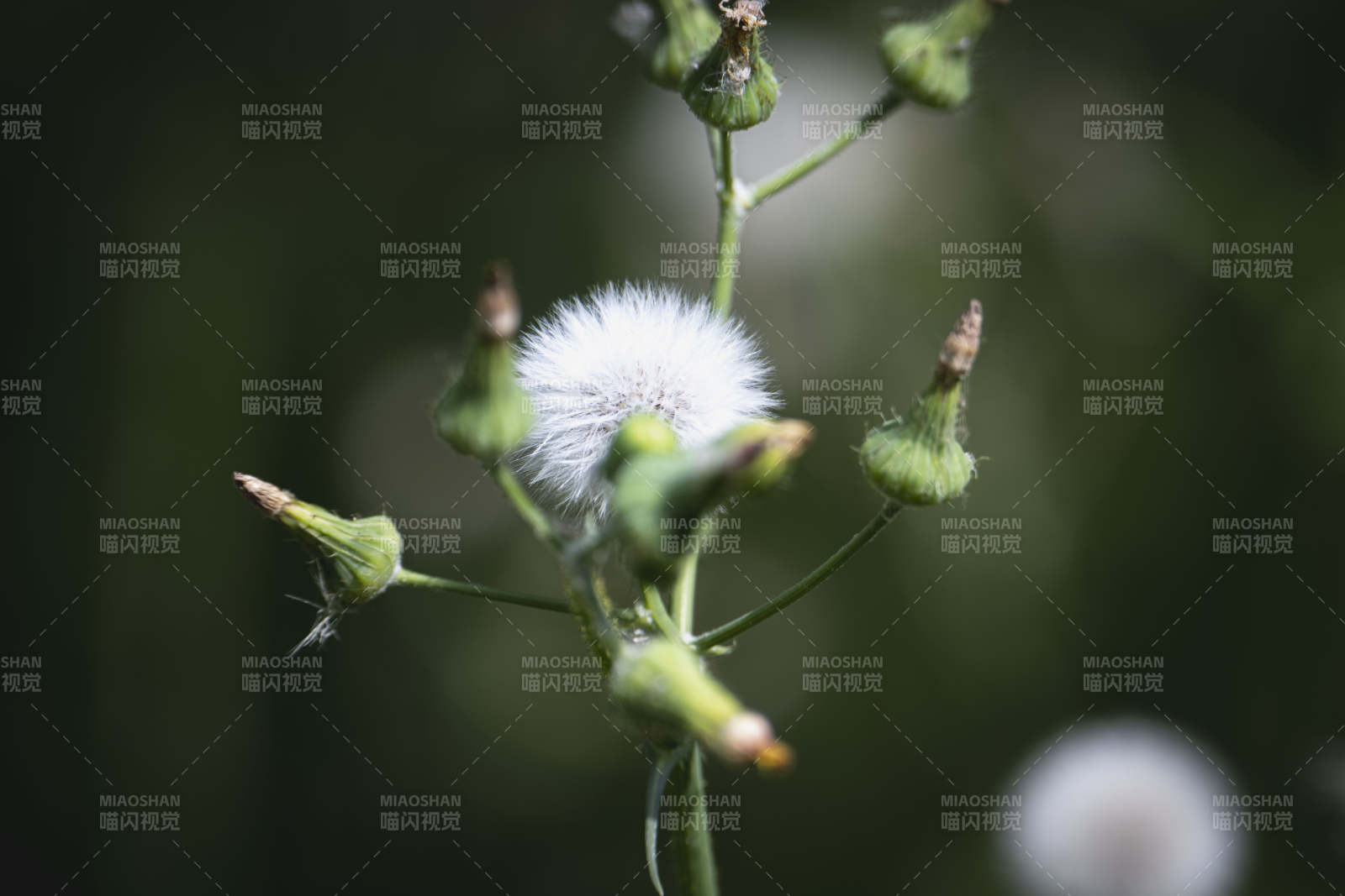 蒲公英的种子头图片
