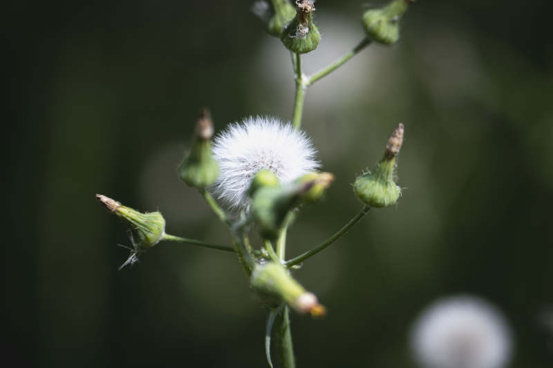 蒲公英的种子头图片