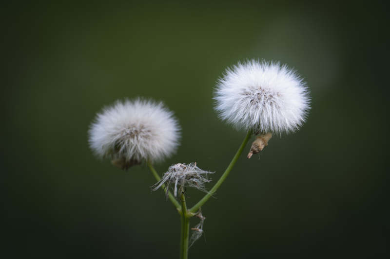 蒲公英的绒球图片