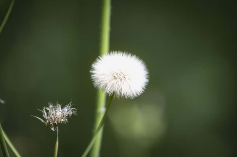 蒲公英随风飘散图片