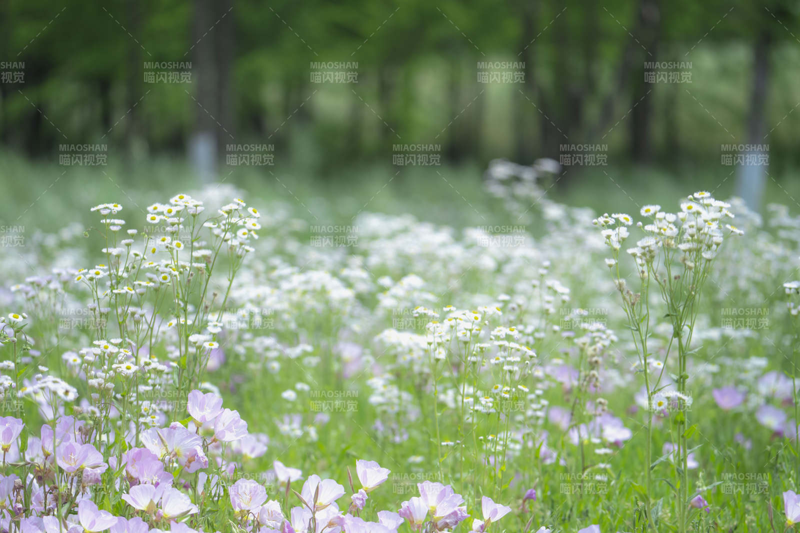 花海春意浓图片