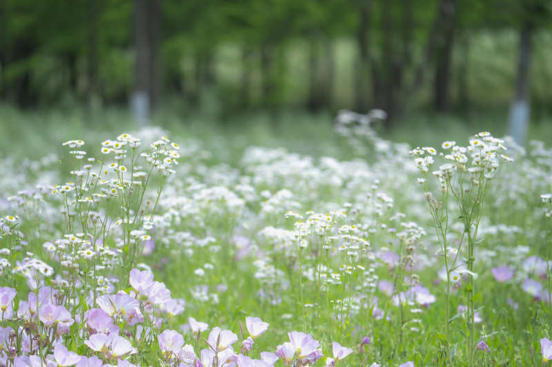 花海春意浓图片