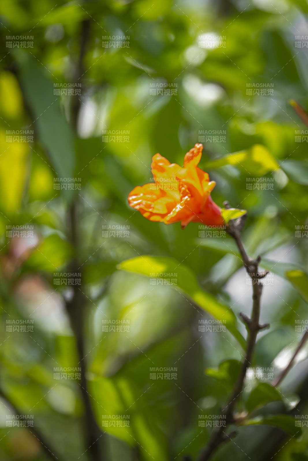 橙色花在绿叶中绽放图片