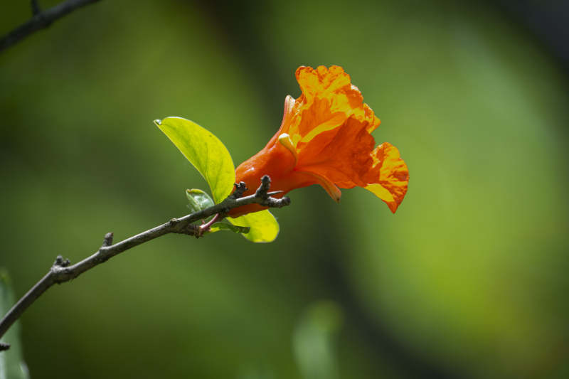 橙花绽放枝头图片