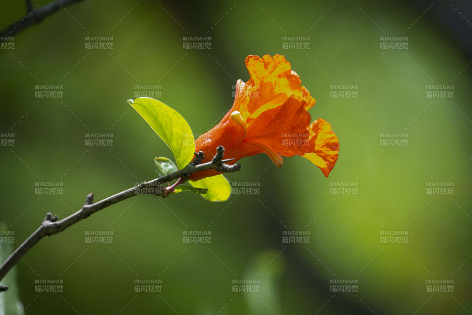 橙花绽放枝头图片