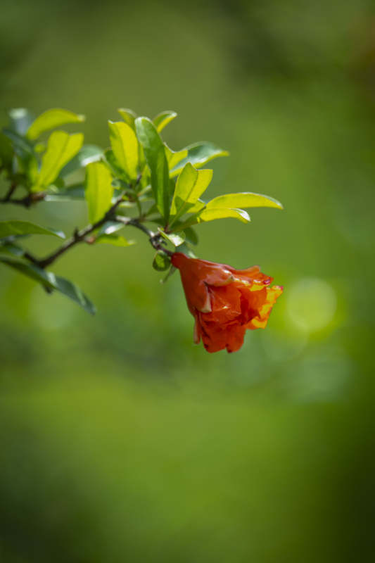 红花绿叶映春光图片