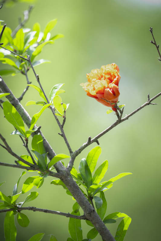 石榴花绽放枝头图片