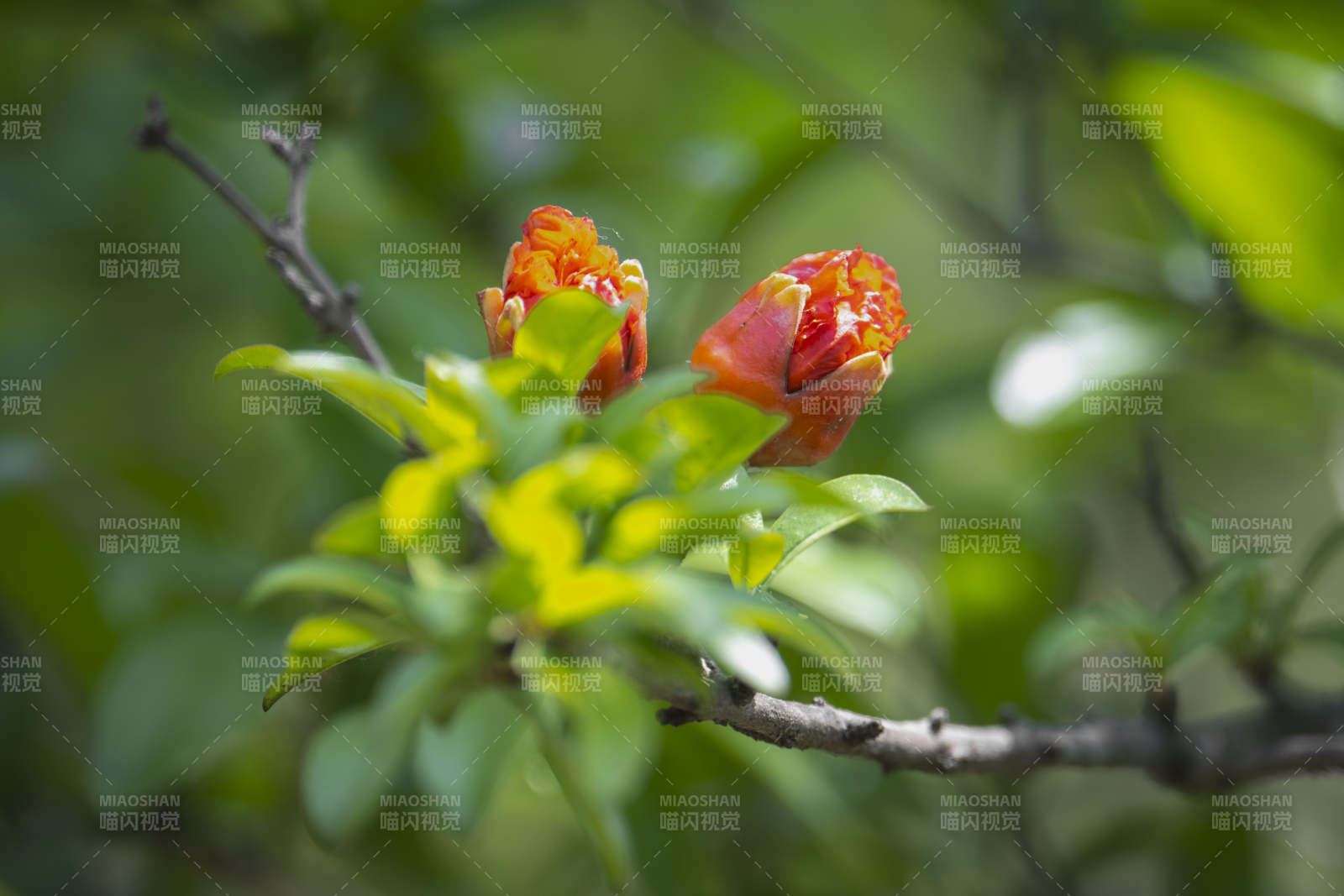 石榴花绽放枝头图片