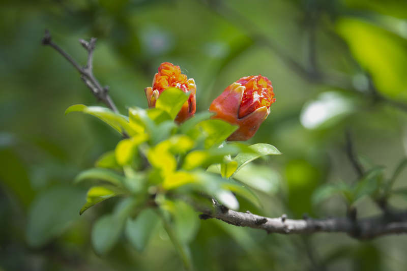石榴花绽放枝头图片