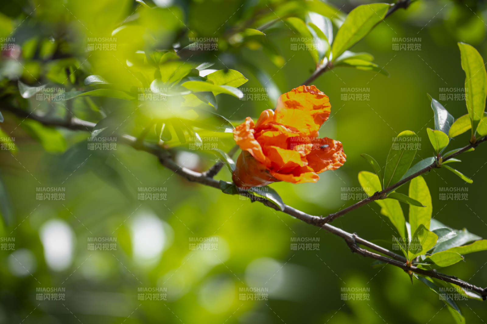 橙花绽放枝头图片