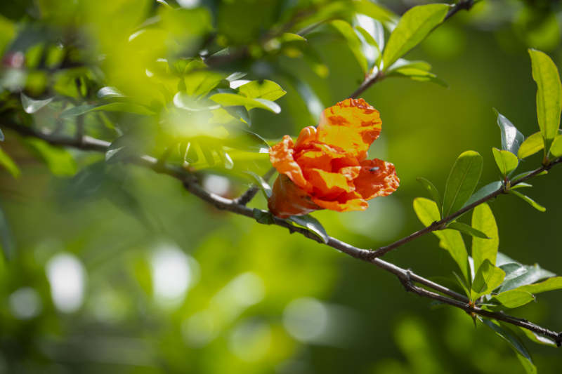 橙花绽放枝头图片