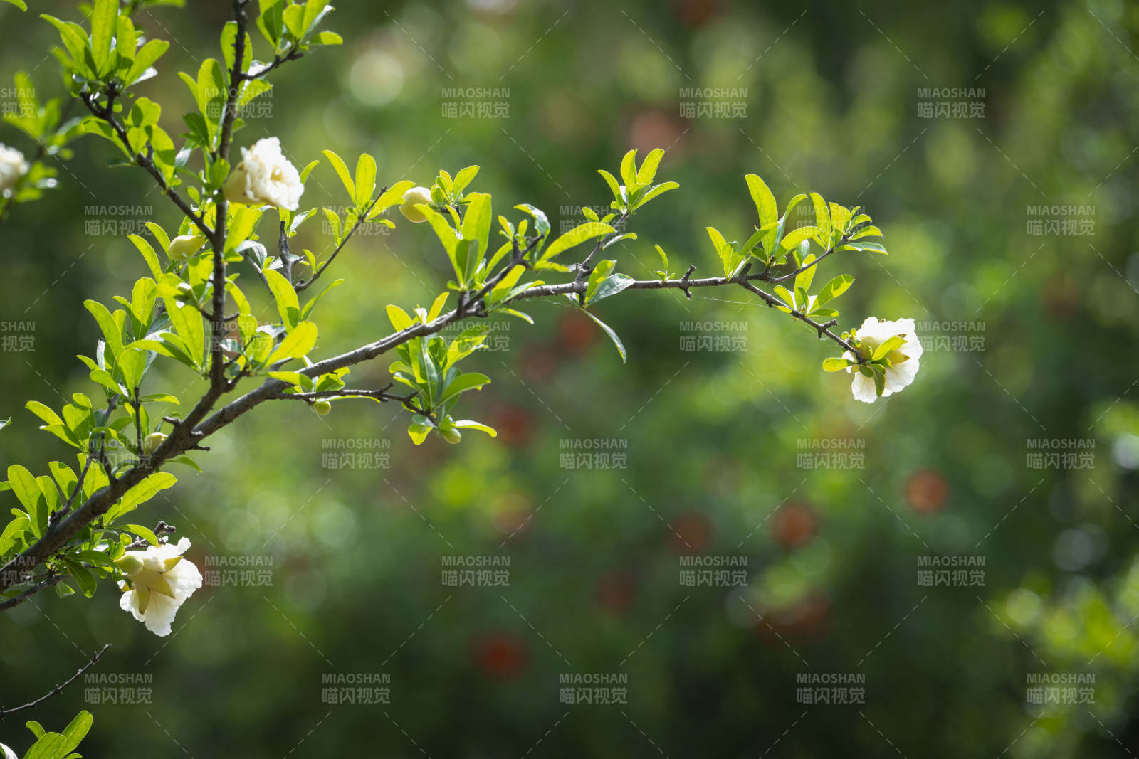 枝头白花绽放图片