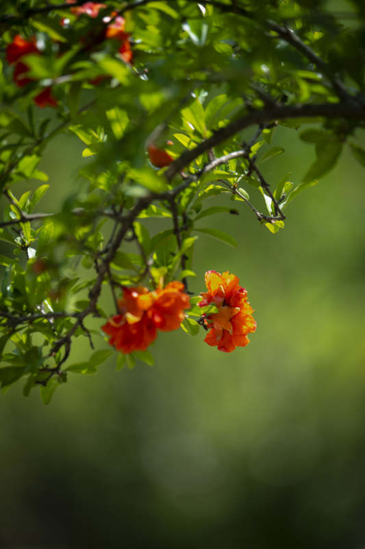 橙花绽放枝头图片