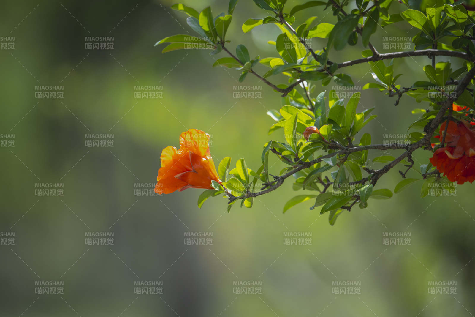橙花绽放枝头图片