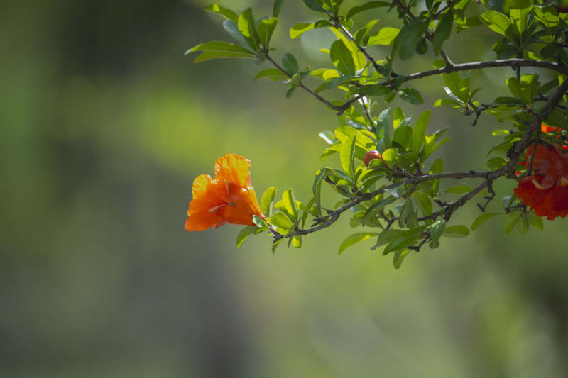 橙花绽放枝头图片